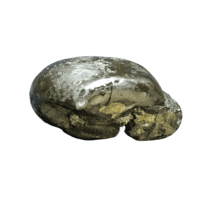 Very Rare Laxmi Narayan Shaligram 240 grams (Lakshmi narayan) - Image 1