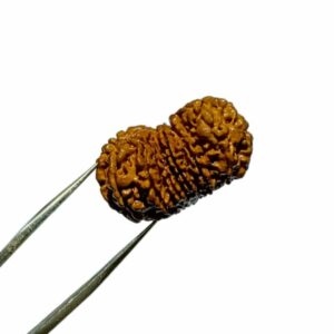 16 Mukhi Rudraksha 29 mm with X-ray Report - Image 3