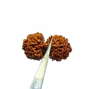 Natural 14 Mukhi Gauri Shankar Rudraksha & Certified - 39 mm With X-ray Report - Image 4