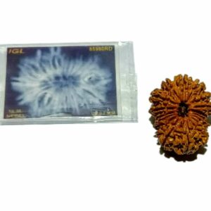 16 Mukhi Rudraksha 29 mm with X-ray Report - Image 4
