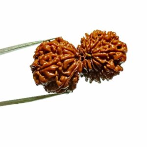 Natural 14 Mukhi Gauri Shankar Rudraksha & Certified - 39 mm With X-ray Report - Image 5