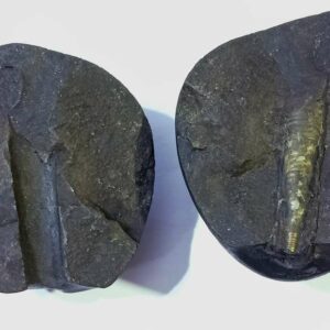 Shivlingam Golden Shaligram 388 Gram - Image 4