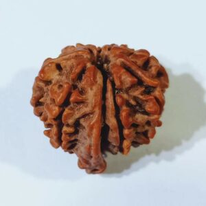 Original 9 Mukhi Ganesh Rudraksha 21mm X-ray Report - Image 2