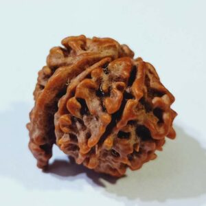 Original 9 Mukhi Ganesh Rudraksha 21mm X-ray Report - Image 3