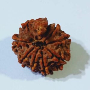 Original 9 Mukhi Ganesh Rudraksha 21mm X-ray Report - Image 4