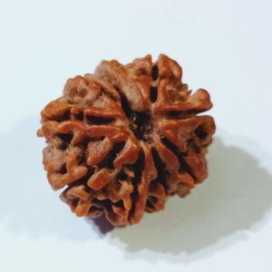 Original 9 Mukhi Ganesh Rudraksha 21mm X-ray Report - Image 5
