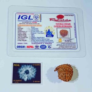 Original 9 Mukhi Ganesh Rudraksha 21mm X-ray Report - Image 1