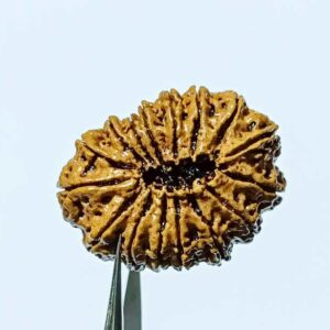 Abhimantrit 16 Mukhi Rudraksha 28.4 mm with X-ray Report - Image 6