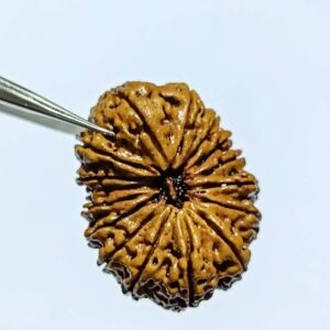 Abhimantrit 16 Mukhi Rudraksha 28.4 mm with X-ray Report - Image 3
