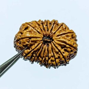 Abhimantrit 16 Mukhi Rudraksha 28.4 mm with X-ray Report - Image 5