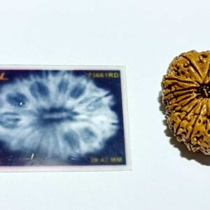Abhimantrit 16 Mukhi Rudraksha 28.4 mm with X-ray Report - Image 4