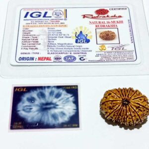 Abhimantrit 16 Mukhi Rudraksha 28.4 mm with X-ray Report - Image 2