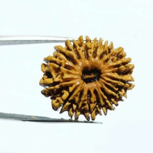Abhimantrit 16 Mukhi Rudraksha 27.4 mm with X-ray Report - Image 6