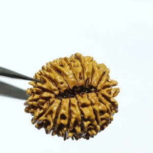 Abhimantrit 16 Mukhi Rudraksha 27.4 mm with X-ray Report - Image 5