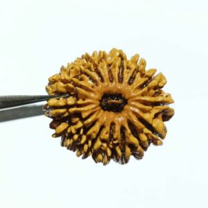 Abhimantrit 16 Mukhi Rudraksha 27.4 mm with X-ray Report - Image 1