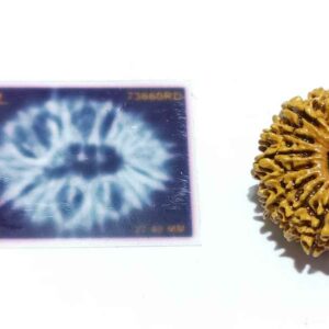 Abhimantrit 16 Mukhi Rudraksha 27.4 mm with X-ray Report - Image 4