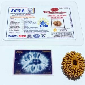 Abhimantrit 16 Mukhi Rudraksha 27.4 mm with X-ray Report - Image 3