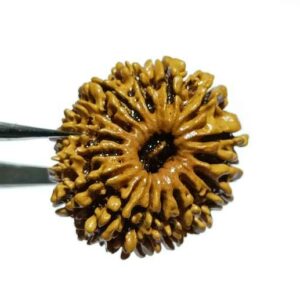 Abhimantrit 16 Mukhi Rudraksha 27.4 mm with X-ray Report - Image 2