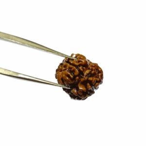 Abhimantrit 2 Mukhi Rudraksha (Nepali) bead 15.8mm  With X-ray Report - Image 2