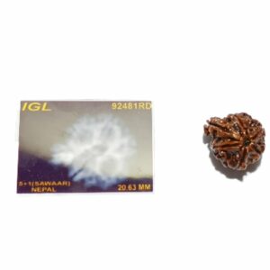 Abhimantrit Natural Sawaar rudraksha 2.8 gram & 20.6mm With X-Report & Lab Certification - Image 3