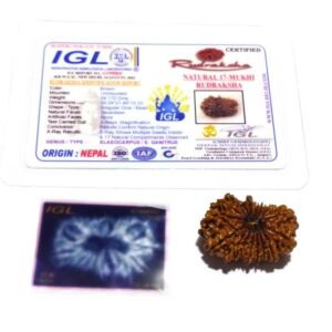 17 Mukhi Rudraksha (Nepali) Bead 30mm+ With X-ray Report - Image 2