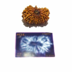 17 Mukhi Rudraksha (Nepali) Bead 30mm+ With X-ray Report - Image 3