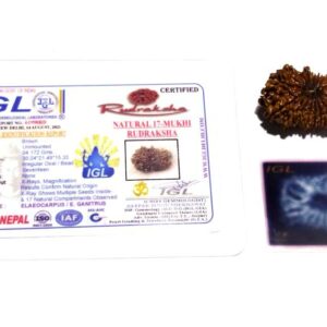 17 Mukhi Rudraksha (Nepali) Bead 30mm+ With X-ray Report - Image 5