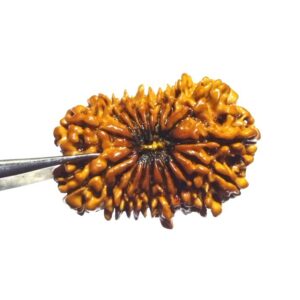 17 Mukhi Rudraksha (Nepali) Bead 30mm+ With X-ray Report - Image 1
