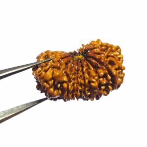 17 Mukhi Rudraksha (Nepali) Bead 30mm+ With X-ray Report - Image 4
