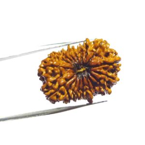 17 Mukhi Rudraksha (Nepali) Bead 30mm+ With X-ray Report - Image 6