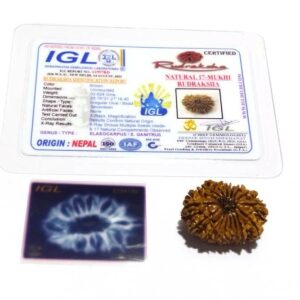 Natural 17 Mukhi Rudraksha (Nepali) Bead 28mm+ With X-ray Report - Image 2