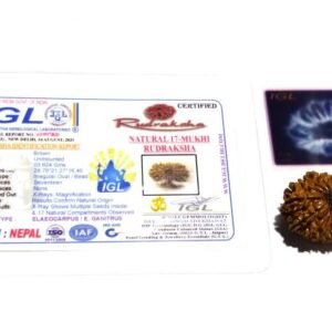 Natural 17 Mukhi Rudraksha (Nepali) Bead 28mm+ With X-ray Report - Image 6