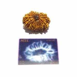 Natural 17 Mukhi Rudraksha (Nepali) Bead 28mm+ With X-ray Report - Image 3