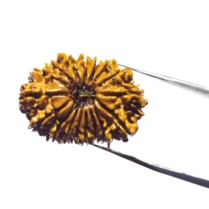 Natural 17 Mukhi Rudraksha (Nepali) Bead 28mm+ With X-ray Report - Image 4