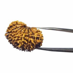 Natural 17 Mukhi Rudraksha (Nepali) Bead 28mm+ With X-ray Report - Image 5