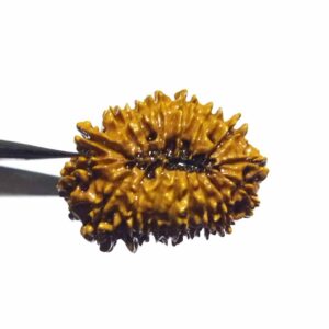 Natural 17 Mukhi Rudraksha (Nepali) Bead 28mm+ With X-ray Report - Image 7