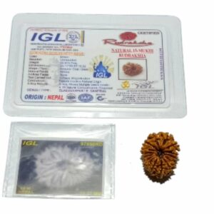 15 Mukhi Rudraksha (Nepali) Bead 25mm With X-ray Report - Image 2