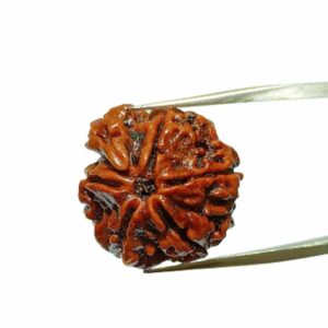 Abhimantrit Natural Sawaar rudraksha 2.8 gram & 20.6mm With X-Report & Lab Certification - Image 2