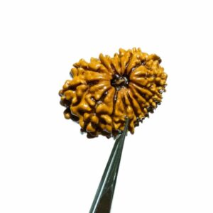 15 Mukhi Rudraksha (Nepali) Bead 25mm With X-ray Report - Image 3