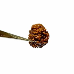 Abhimantrit 2 Mukhi Rudraksha (Nepali) bead 15.8mm  With X-ray Report - Image 3