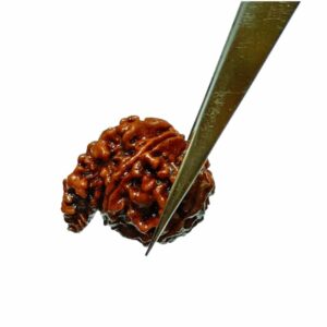 Abhimantrit Natural Sawaar rudraksha 2.8 gram & 20.6mm With X-Report & Lab Certification - Image 4