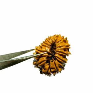 15 Mukhi Rudraksha (Nepali) Bead 25mm With X-ray Report - Image 4