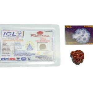 Abhimantrit Natural Sawaar rudraksha 2.8 gram & 20.6mm With X-Report & Lab Certification - Image 6