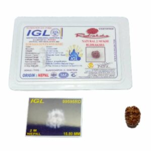 Abhimantrit 2 Mukhi Rudraksha (Nepali) bead 15.8mm  With X-ray Report - Image 5