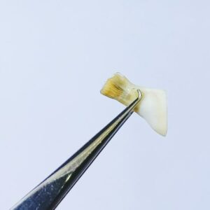 Abhimantrit Natural Ketu Mani - Precious Stone (Energized Mukta Mani) - Image 2