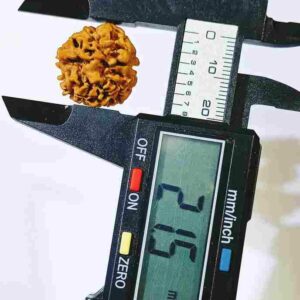 Natural 1 Mukhi (Nepali) Rudraksha bead - 21 mm with X-ray Report (Underdeveloped) - Image 4