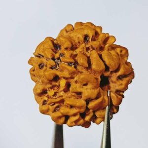 Natural 1 Mukhi (Nepali) Rudraksha bead - 21 mm with X-ray Report (Underdeveloped) - Image 6