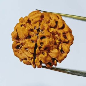 Natural 1 Mukhi (Nepali) Rudraksha bead - 21 mm with X-ray Report (Underdeveloped) - Image 2