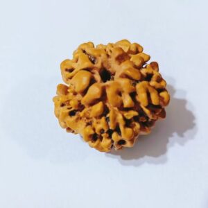 Natural 1 Mukhi (Nepali) Rudraksha bead - 21 mm with X-ray Report (Underdeveloped) - Image 5