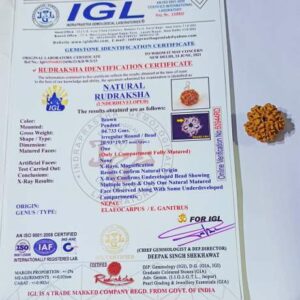 Natural 1 Mukhi (Nepali) Rudraksha bead - 21 mm with X-ray Report (Underdeveloped) - Image 3